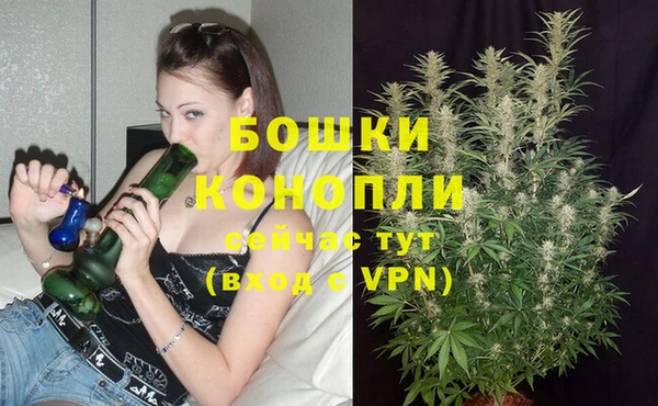 прущие грибы Приозерск
